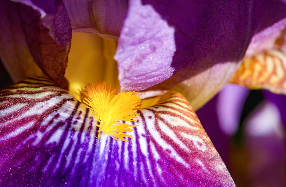 Firework of natural colours - Iris art print by Heike Rompf for $57.95 CAD