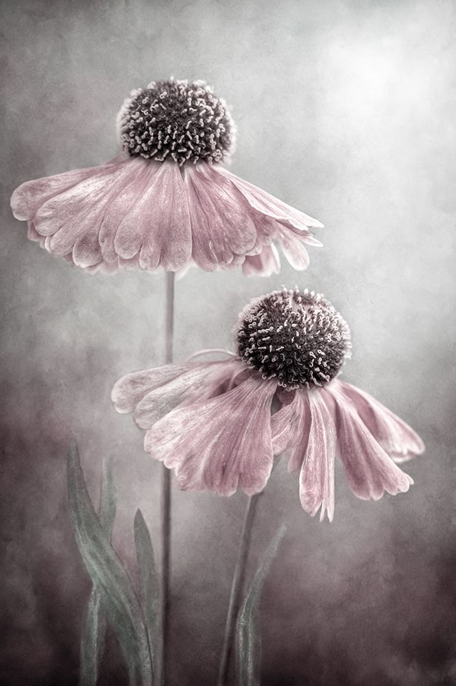 Duet art print by Mandy Disher for $57.95 CAD