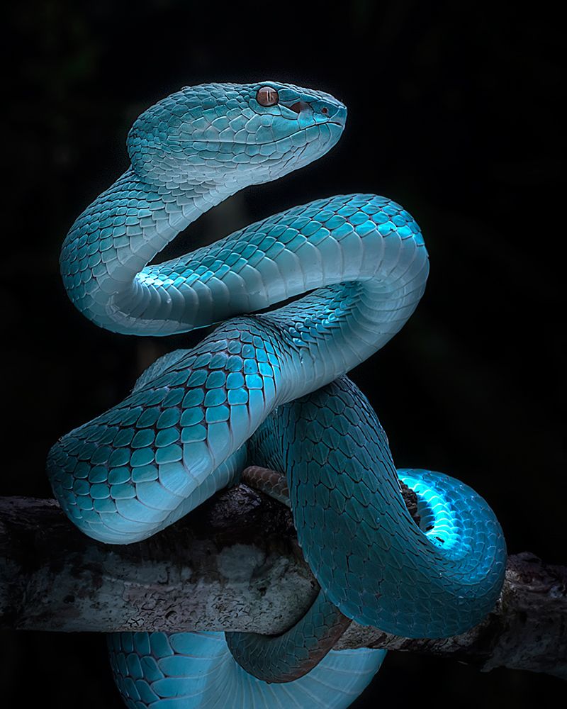 Blue Viper Full Awareness art print by Fauzan Maududdin for $57.95 CAD