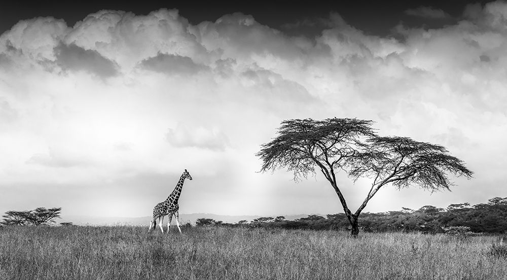 And I Dreamed Of Africa art print by Jeffrey C. Sink for $57.95 CAD