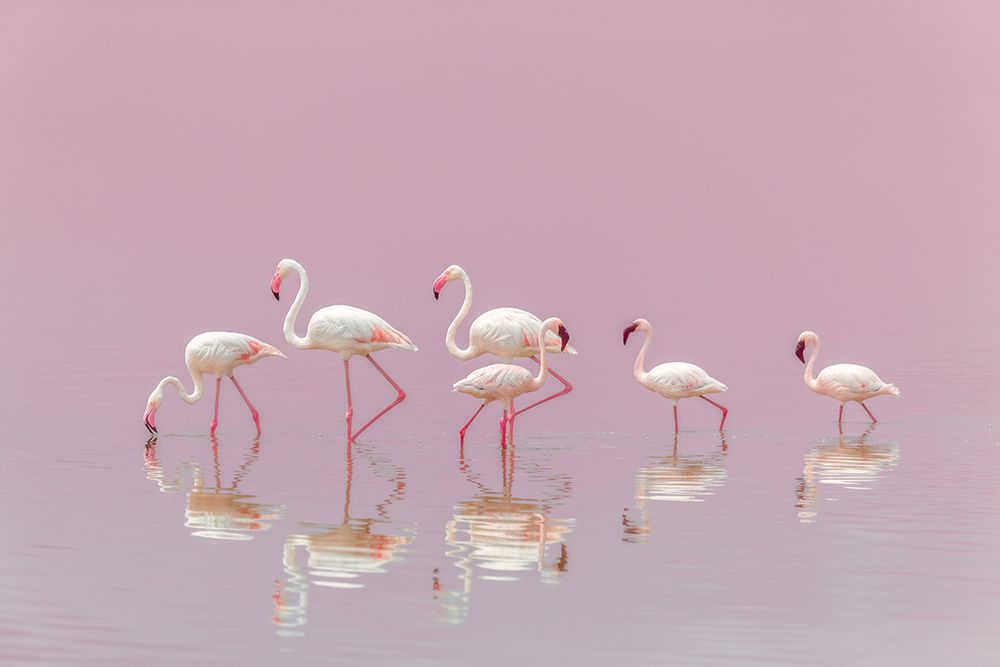 Flamingos art print by Eiji Itoyama for $57.95 CAD