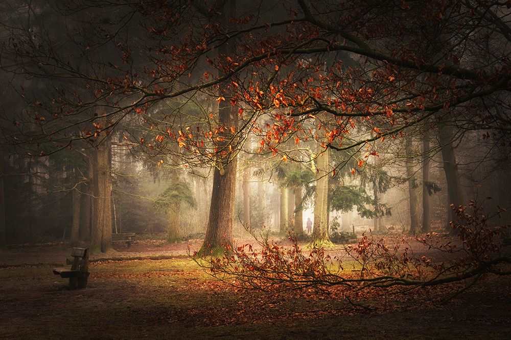 Dream forest art print by Saskia Dingemans for $57.95 CAD