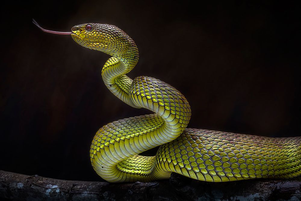 Scary Green Viper art print by Fauzan Maududdin for $57.95 CAD