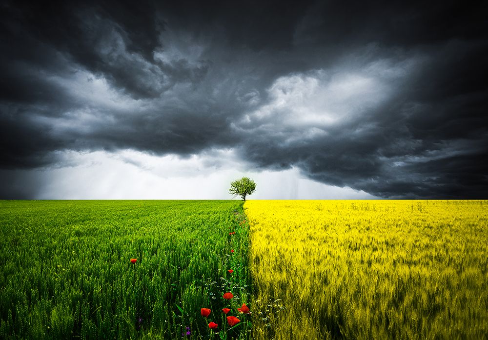 Lone tree art print by Bess Hamiti for $57.95 CAD