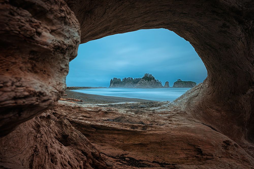 View From A Hollow Tree art print by Lydia Jacobs for $57.95 CAD