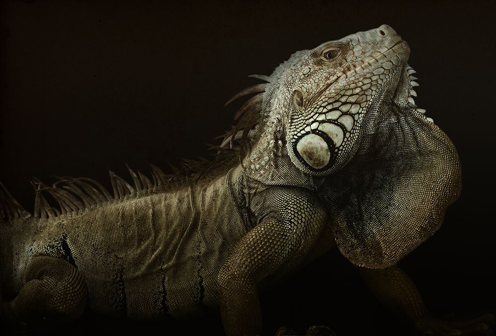 Iguana Profile art print by Aleksandar Milosavljevic for $57.95 CAD