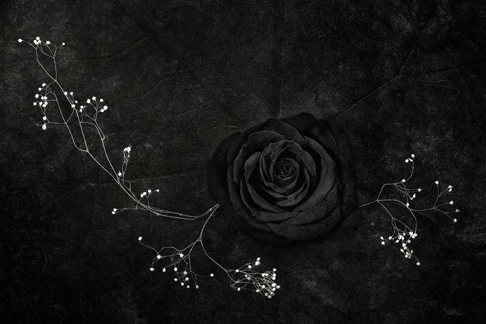 Rose Noire art print by Stephen Clough for $57.95 CAD