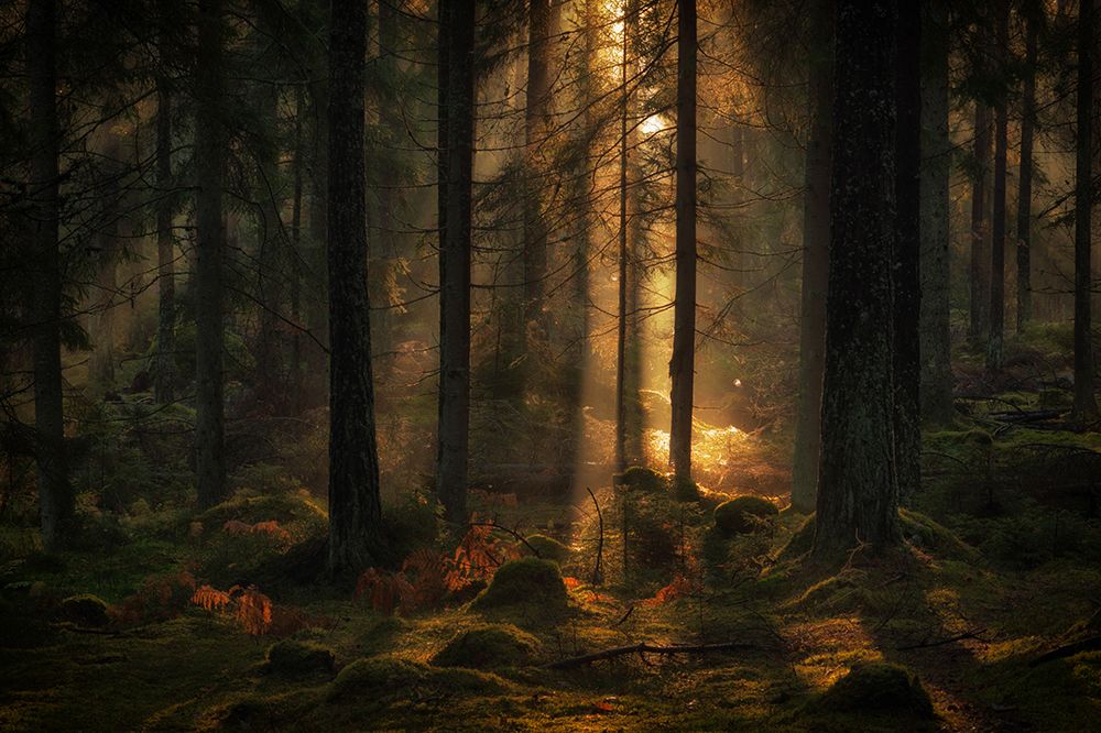 The Light In The Forest art print by Allan Wallberg for $57.95 CAD