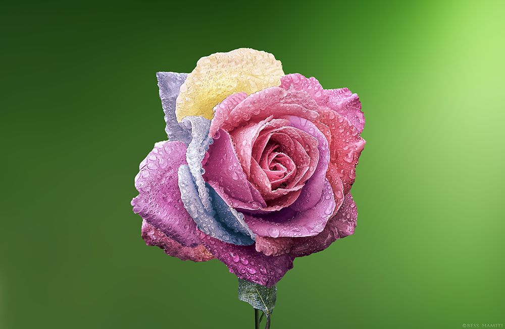 Rose Colorful art print by Bess Hamiti for $57.95 CAD