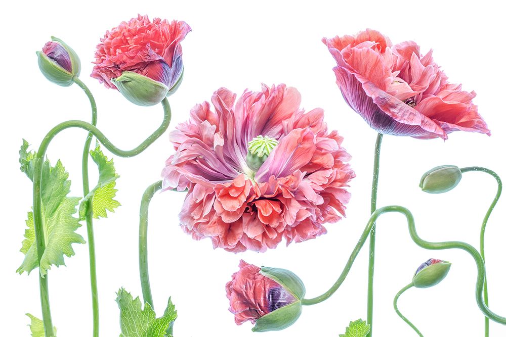 Fancy art print by Mandy Disher for $57.95 CAD
