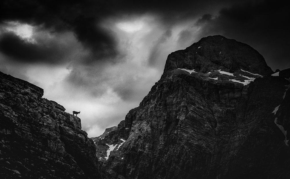 Alpine Ibex art print by Ales Krivec for $57.95 CAD