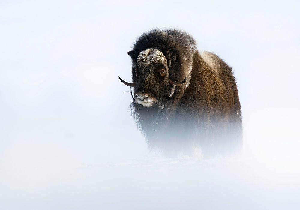 Muskox art print by Trond Westby for $57.95 CAD