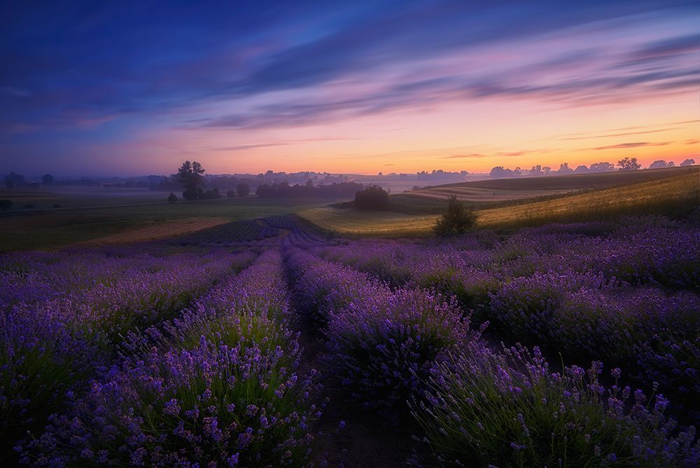 Lavender fields art print by Rafal Kaniszewski for $57.95 CAD