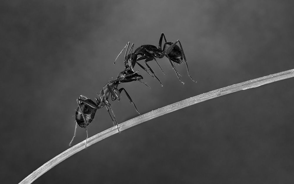 Fighting ants art print by Charles Charalambous for $57.95 CAD