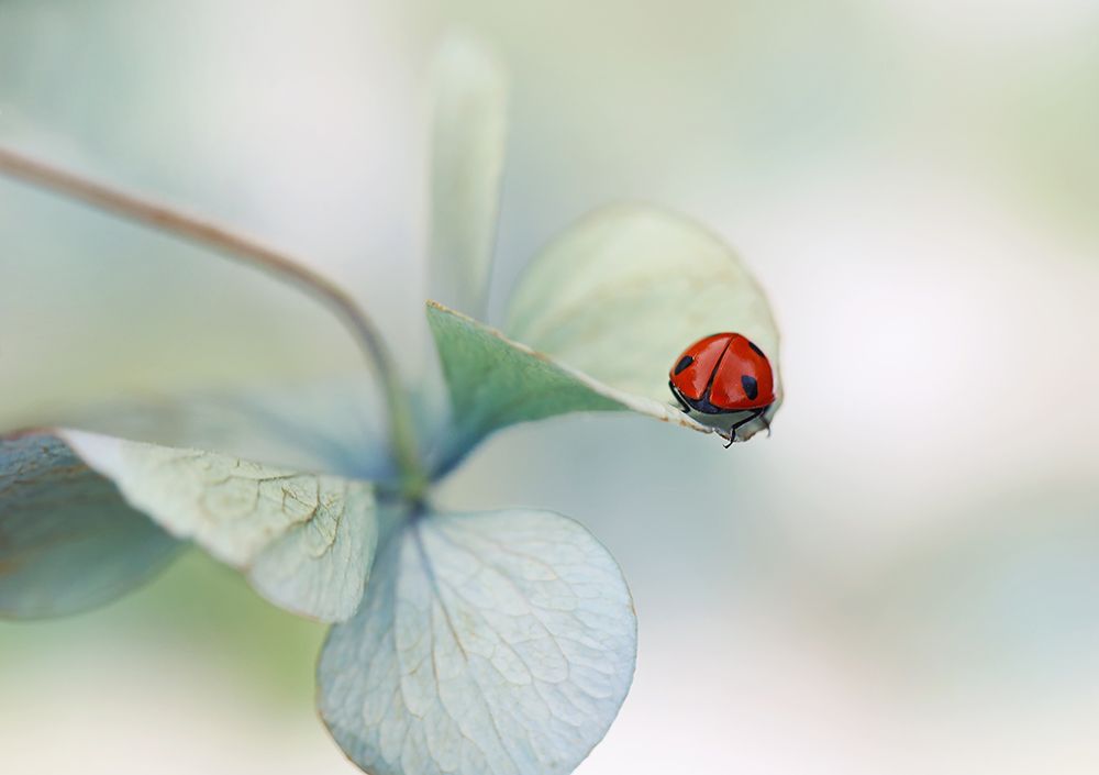 Ladybird on hydrangea.... art print by Ellen van Deelen for $57.95 CAD