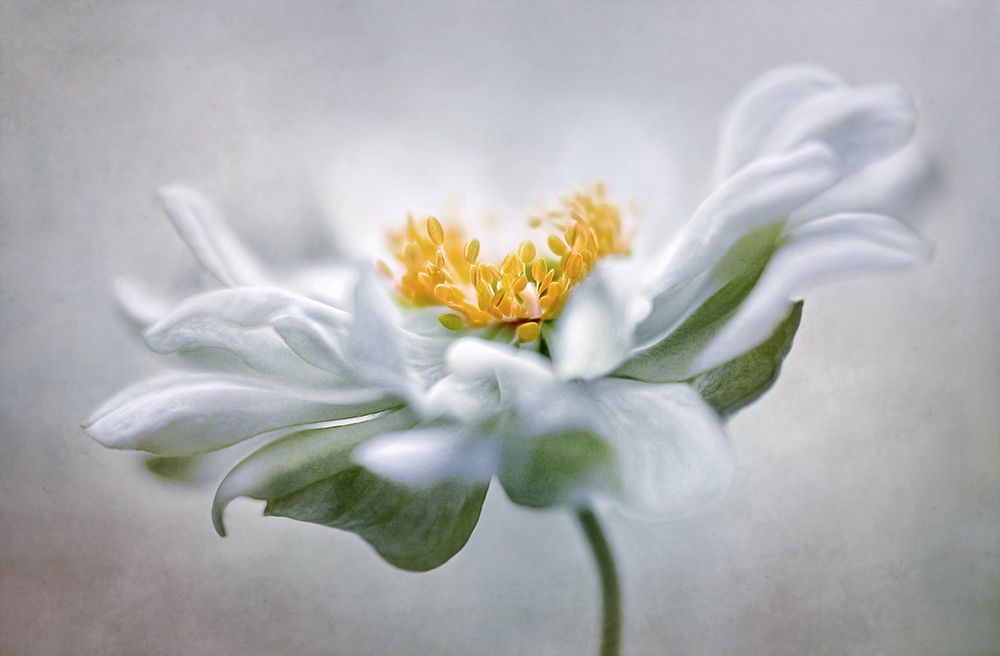 Anemone art print by Mandy Disher for $57.95 CAD