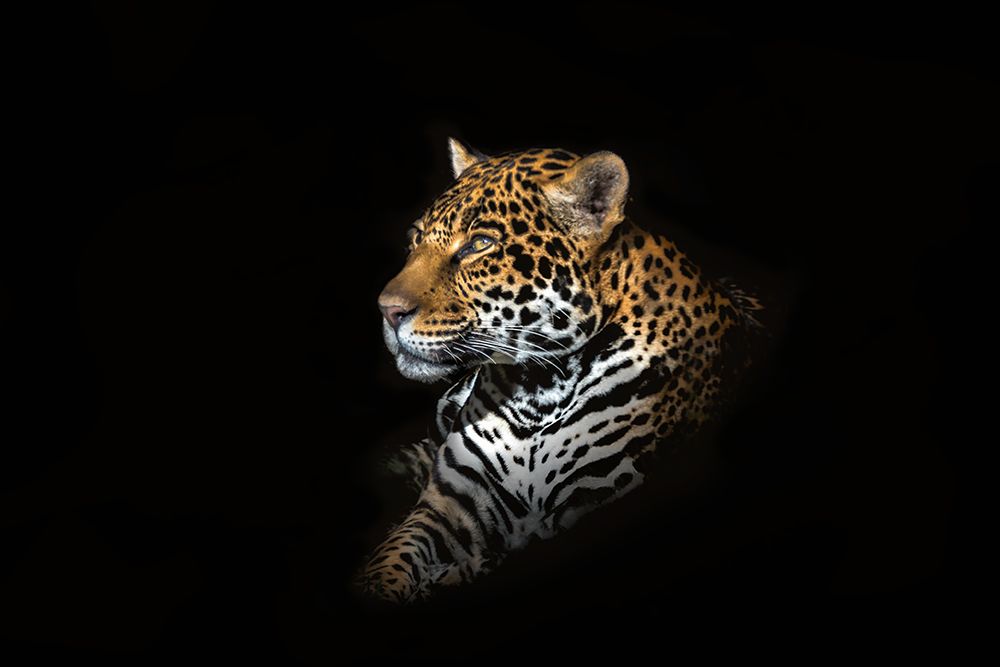 Jaguar Portrait art print by Richard Reames for $57.95 CAD