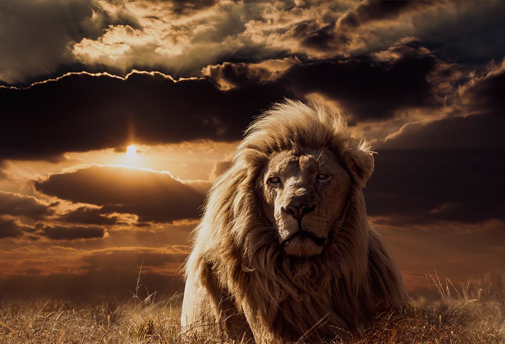 The Majesty Of Savannah art print by Jackson Carvalho for $57.95 CAD