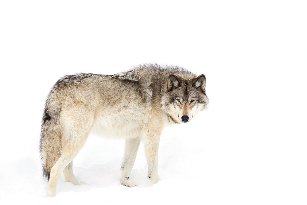 Timber Wolf Walking Through The Snow art print by Jim Cumming for $57.95 CAD