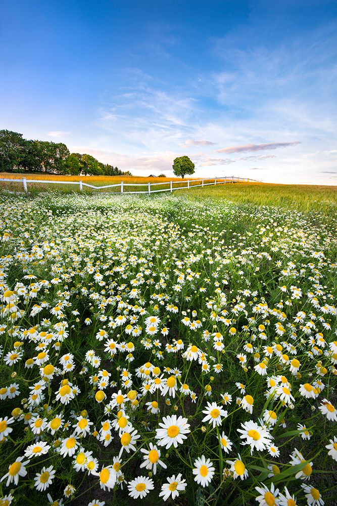 Daisyfield In Sweden art print by Christian Lindsten for $57.95 CAD