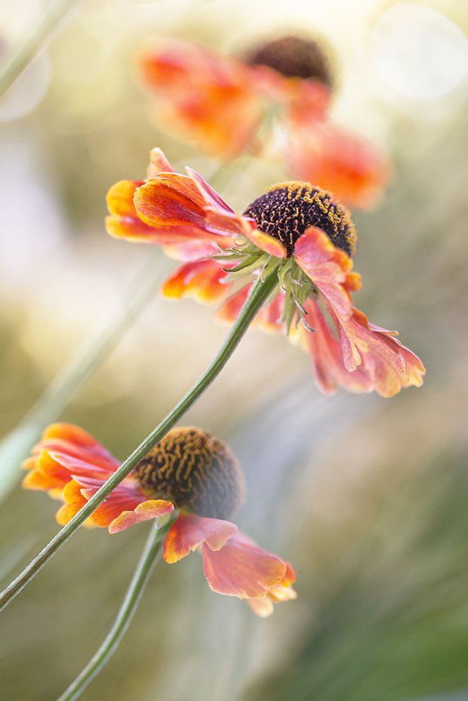 Helenium* art print by Mandy Disher for $57.95 CAD