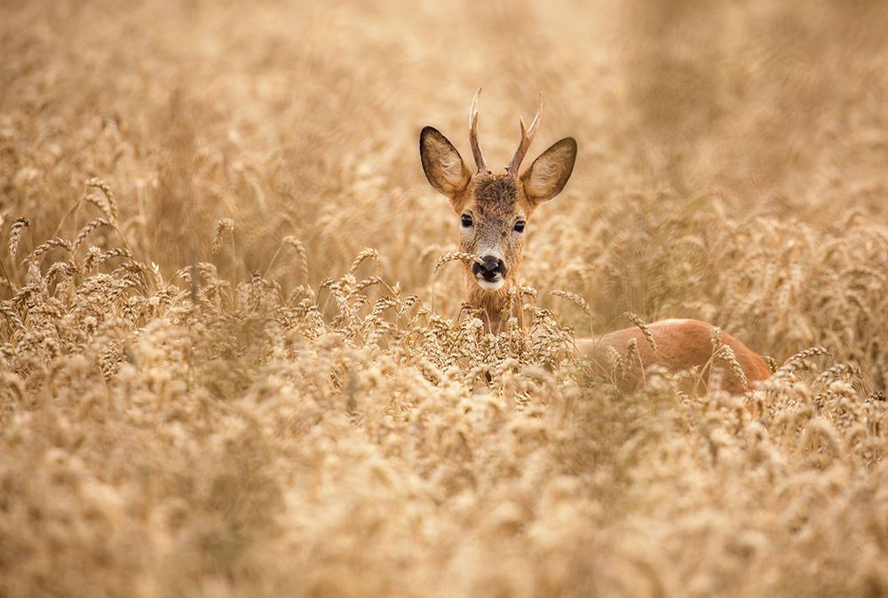 Deer In The Field art print by Allan Wallberg for $57.95 CAD