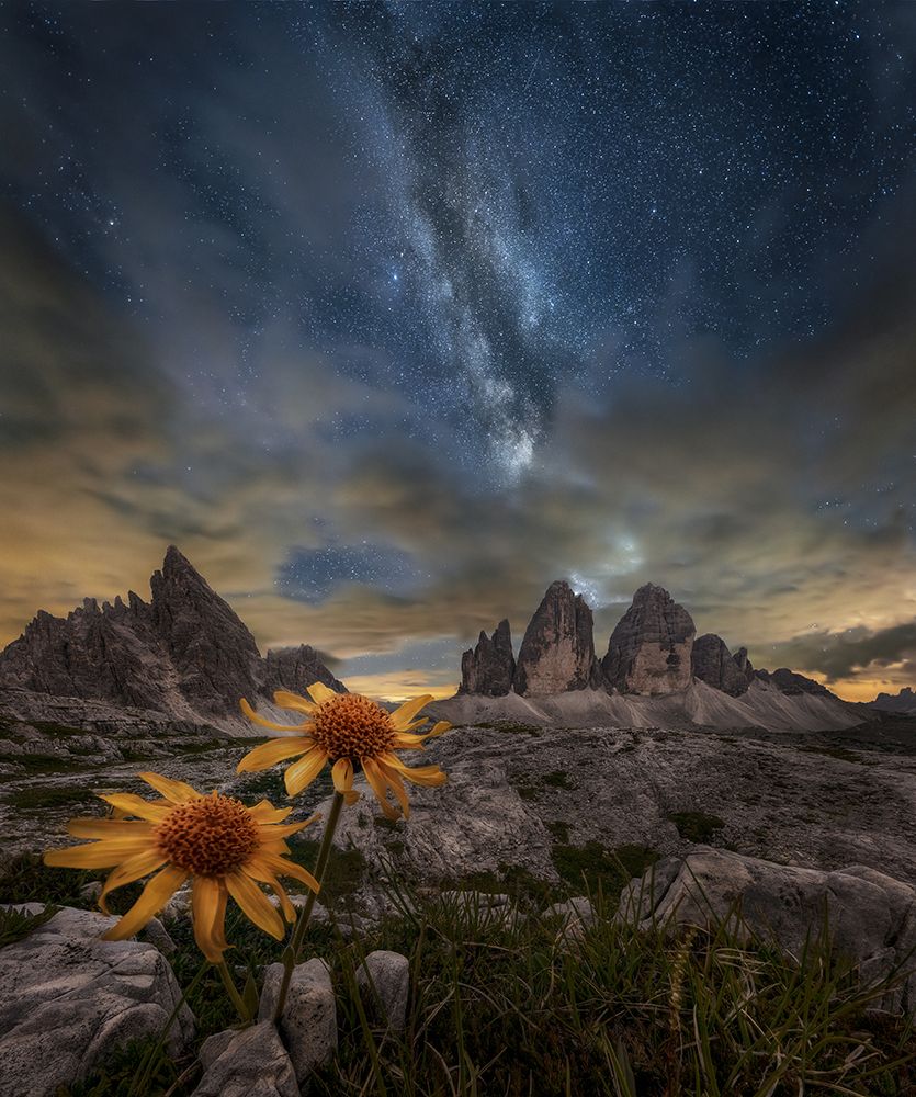 Even The Flowers Seem To Be Fascinated By The Stars art print by Alberto Ghizzi Panizza for $57.95 CAD
