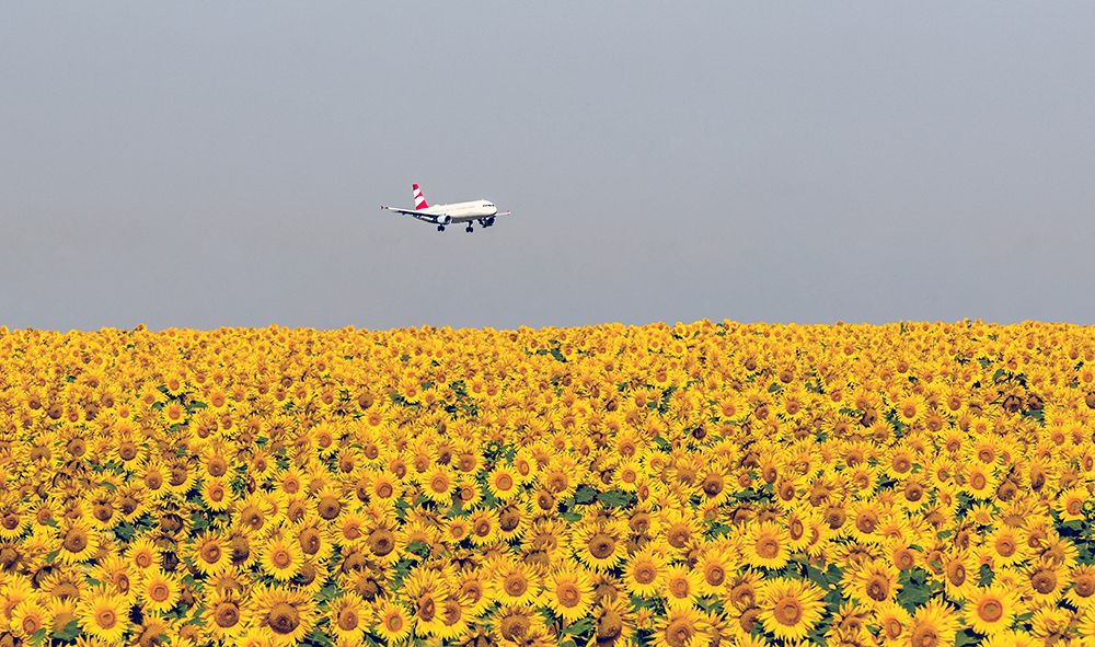 sunflowers art print by Zhecho Planinski for $57.95 CAD