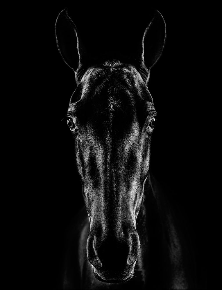 The Horse In Noir art print by Jackson Carvalho for $57.95 CAD