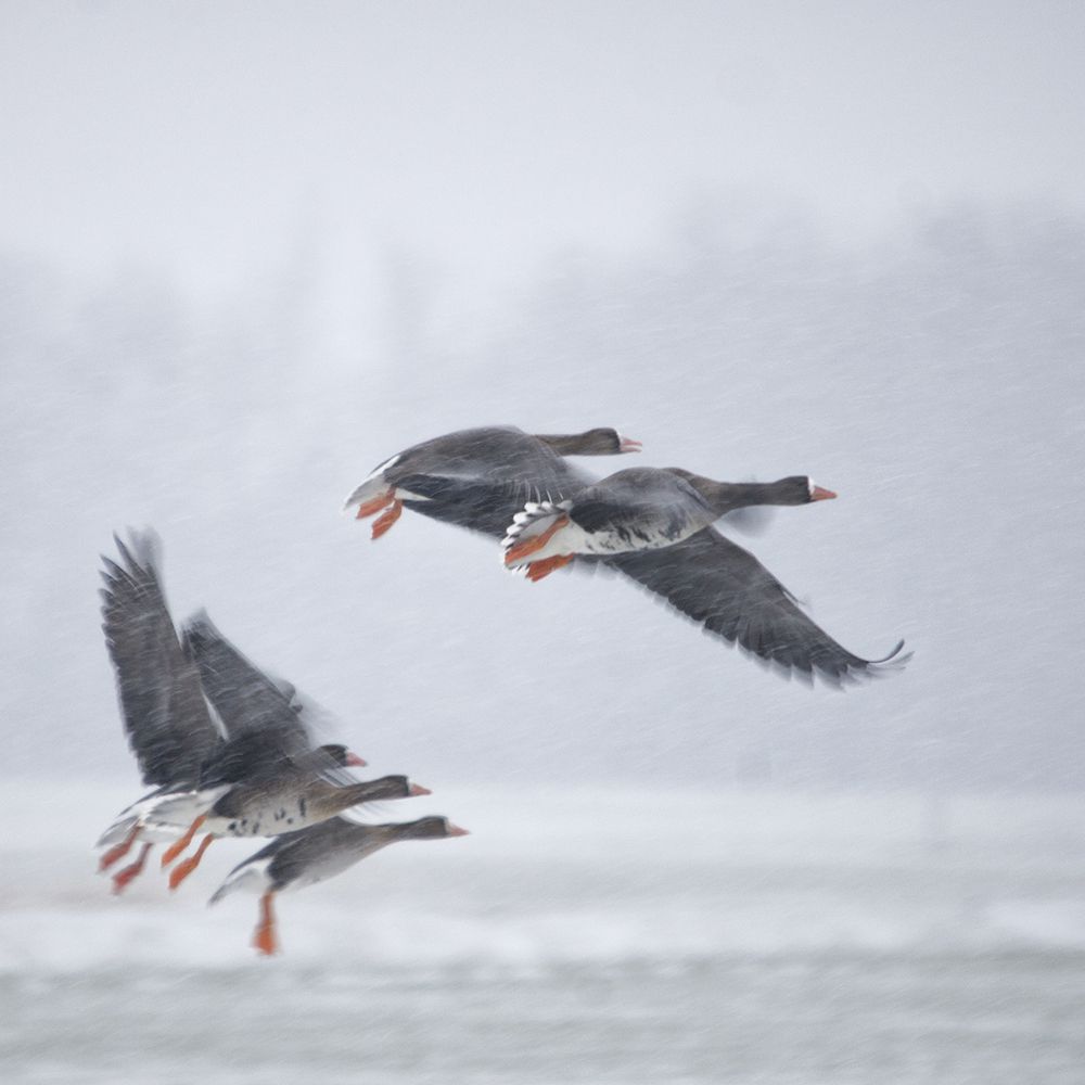 Take off! art print by Gert van den for $57.95 CAD