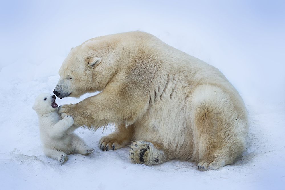 Polar bear with mom art print by Anton Belovodchenko for $57.95 CAD