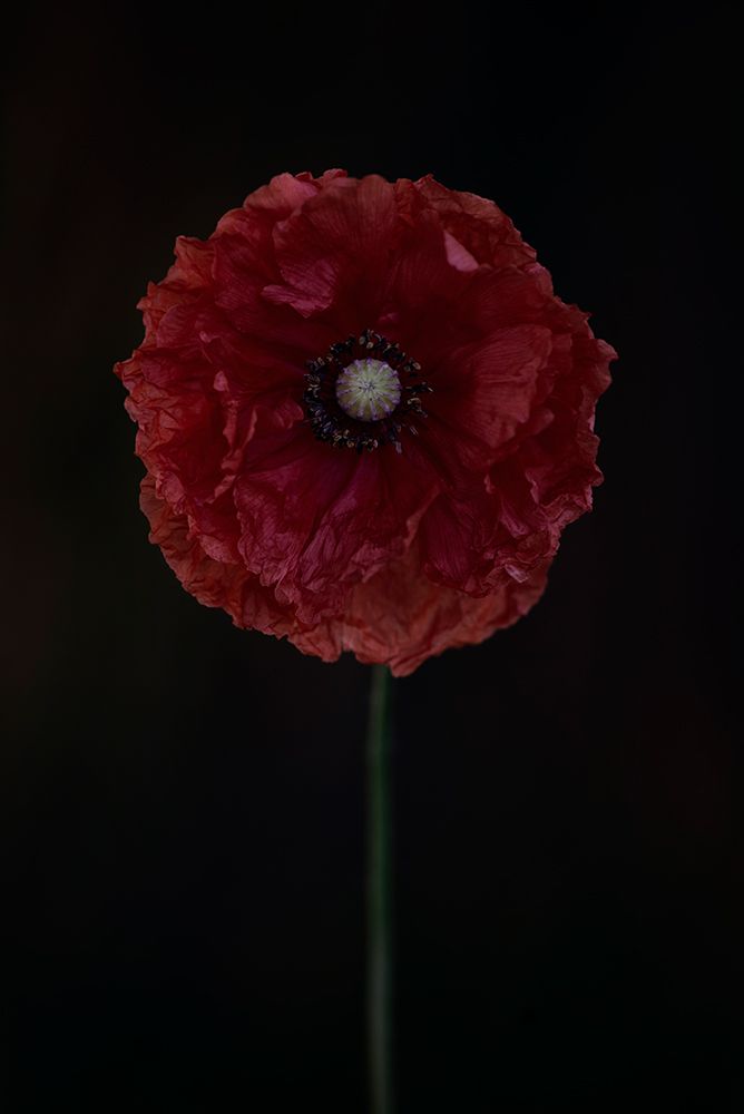 One Red Poppy art print by Lotte Gronkjar for $57.95 CAD