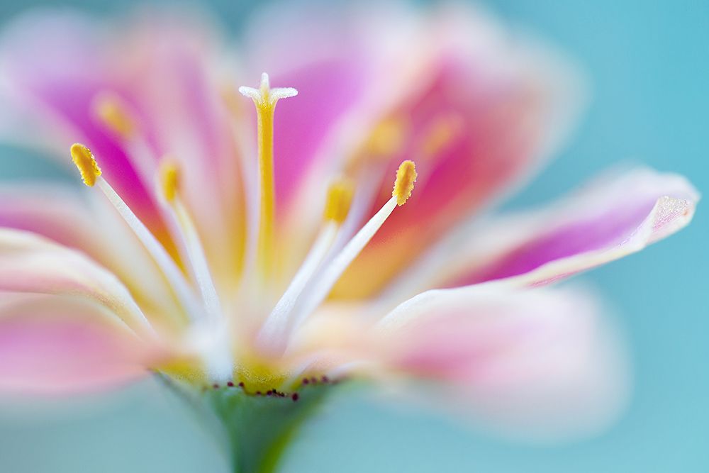 Lewisia art print by Mandy Disher for $57.95 CAD