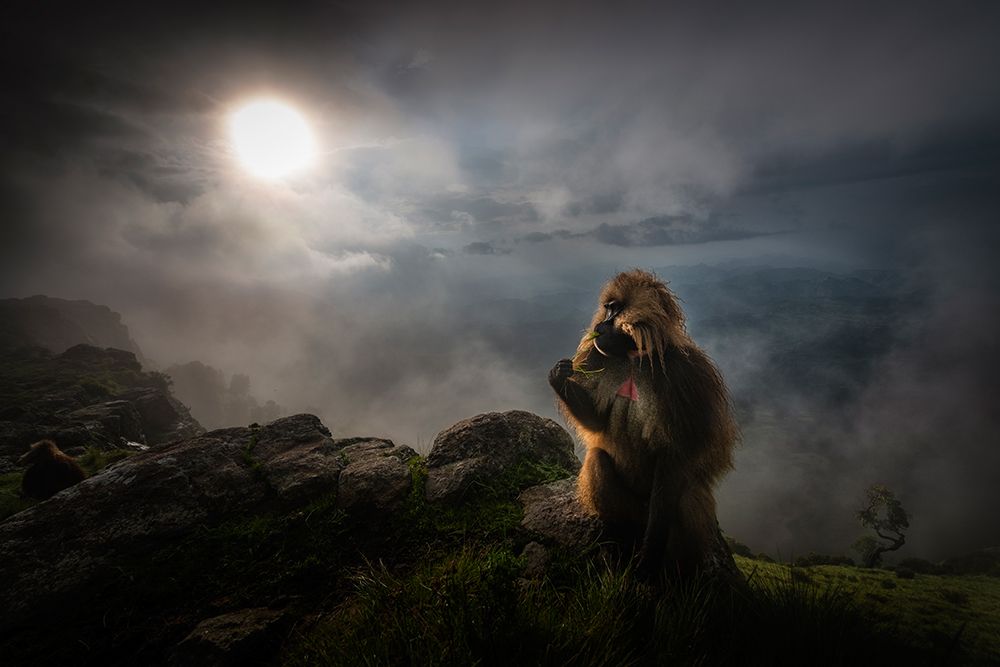 Gelada Baboons art print by Roberto Marchegiani for $57.95 CAD