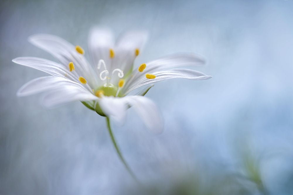 Greater Stitchwort art print by Mandy Disher for $57.95 CAD