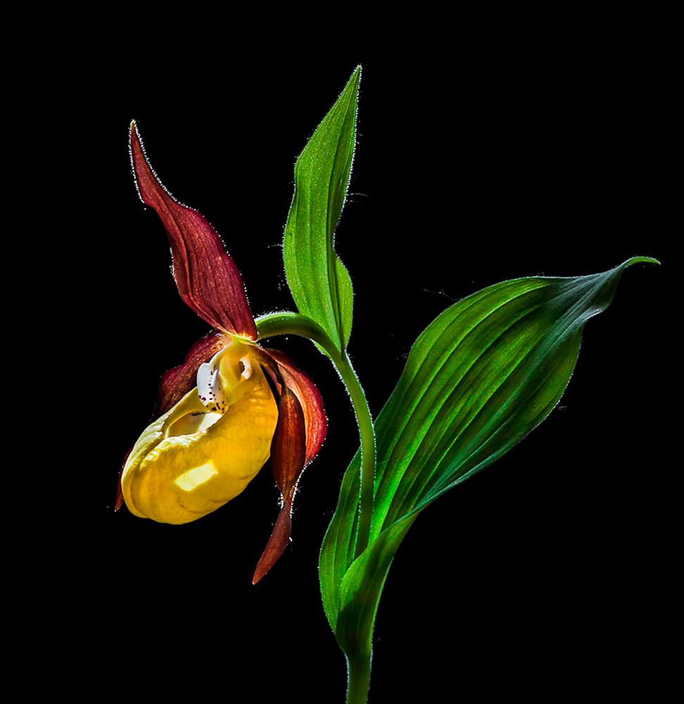 The Ladys Slipper Orchid art print by Nora De Angelli for $57.95 CAD