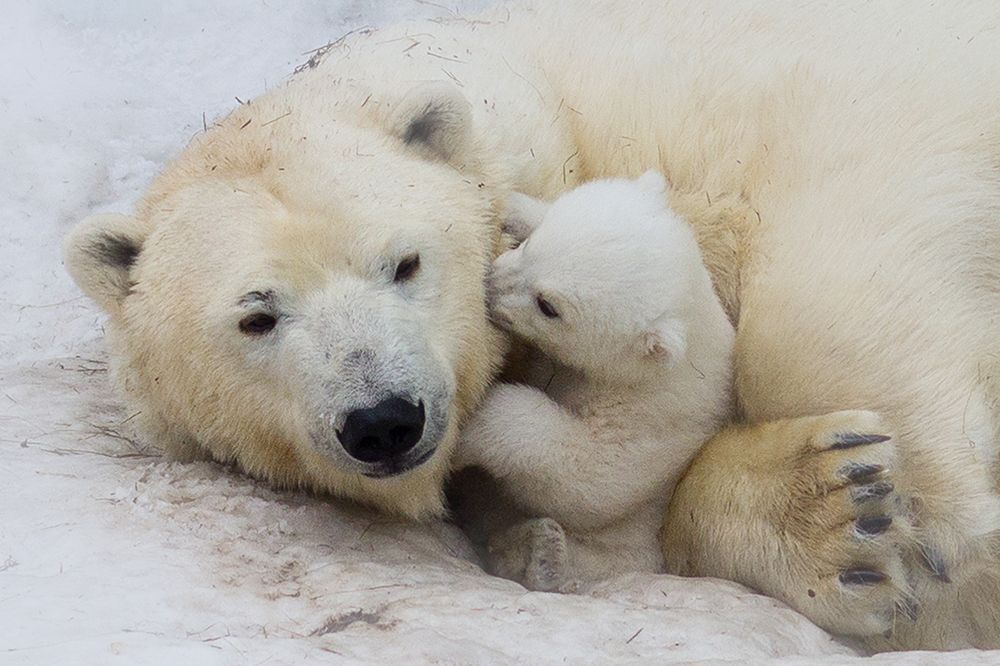 Polar bear with mom art print by Anton Belovodchenko for $57.95 CAD