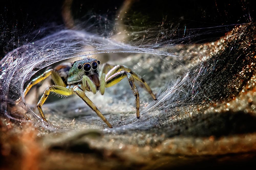 Spider At The Gate art print by Fauzan Maududdin for $57.95 CAD