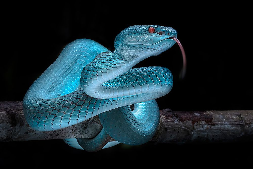 Venomus Blue Viper Snake art print by Fauzan Maududdin for $57.95 CAD