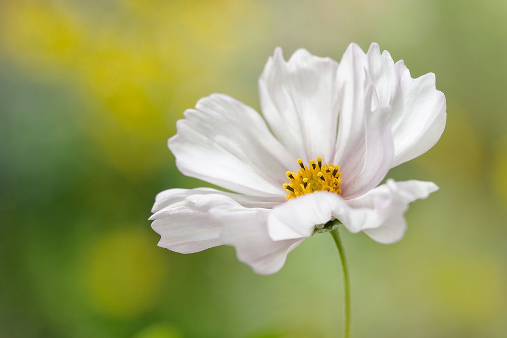 Cosmos art print by Mandy Disher for $57.95 CAD