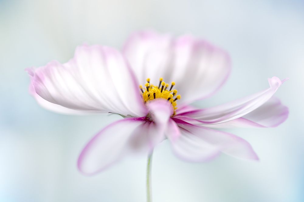 Cosmos art print by Mandy Disher for $57.95 CAD
