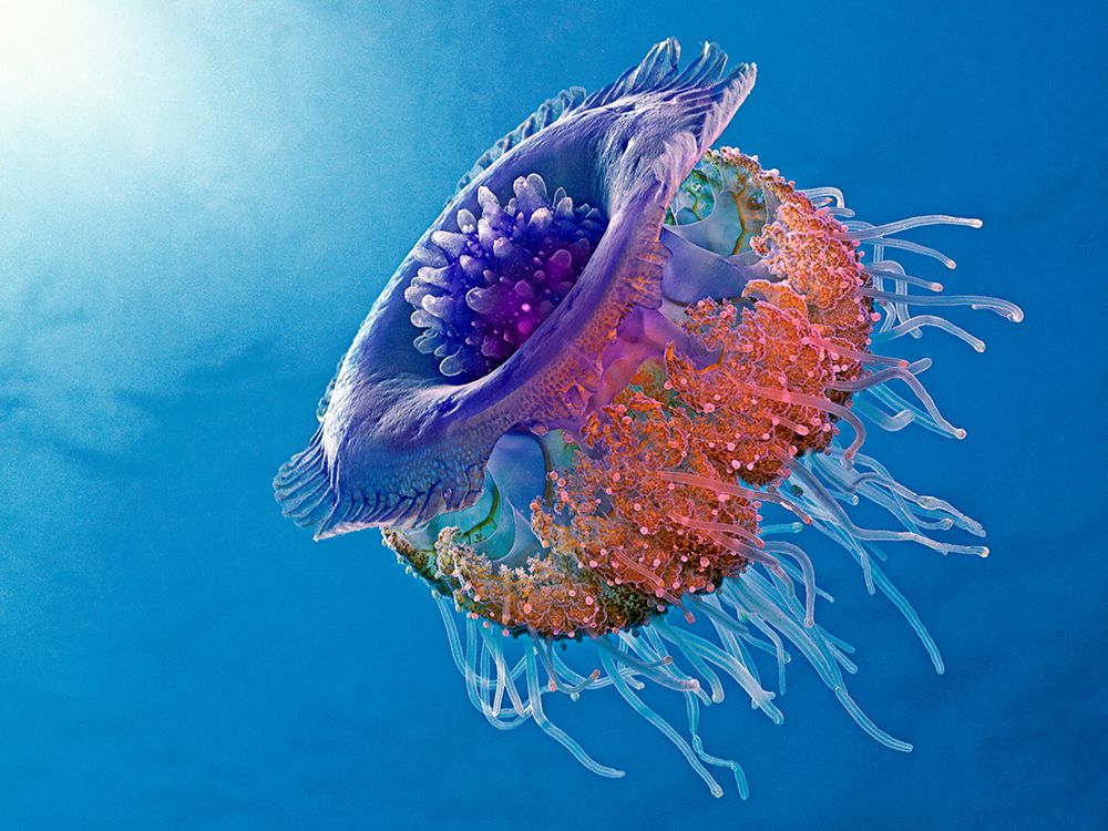 Crown Jellyfish art print by Henry Jager for $57.95 CAD