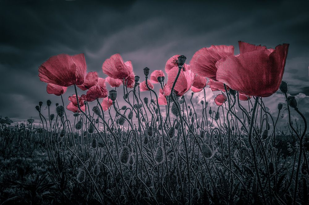 Poppies art print by Alessandro Traverso for $57.95 CAD