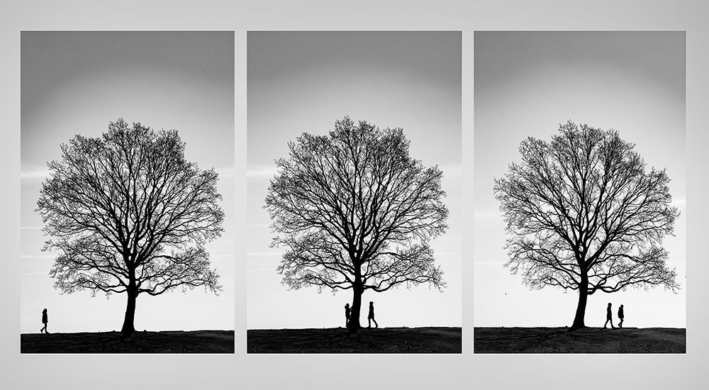 The history of the tree art print by Inge Schuster for $57.95 CAD