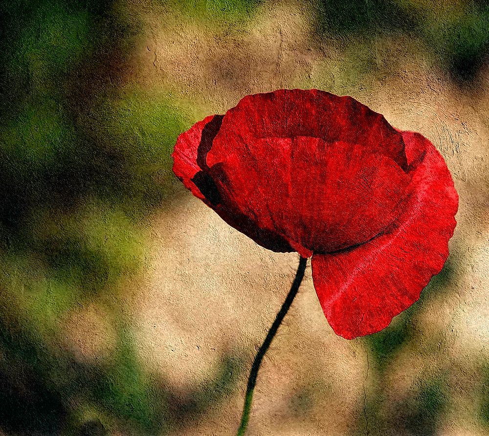 on my wall art print by Fulvio Pellegrini for $57.95 CAD