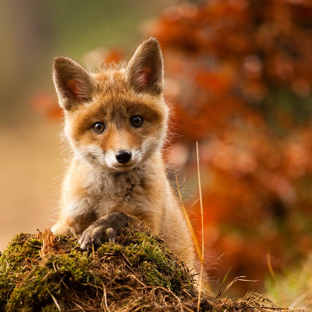 Fox art print by Robert Adamec for $57.95 CAD