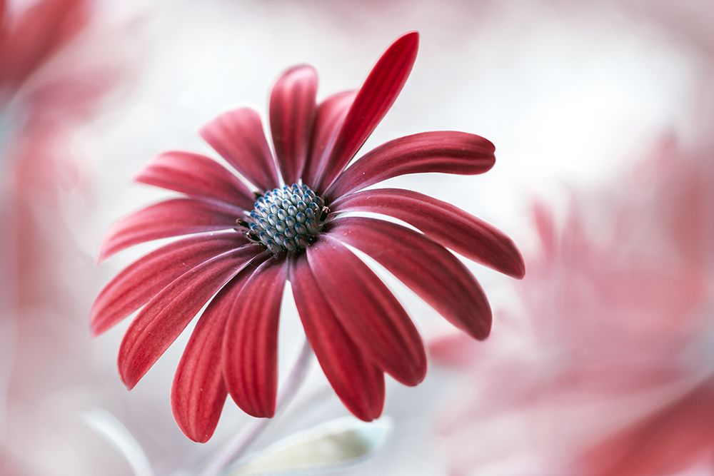 Daisy art print by Mandy Disher for $57.95 CAD