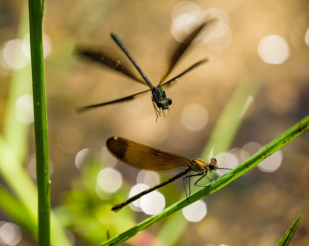 Damselfly dance art print by Alessandro Zocchi for $57.95 CAD