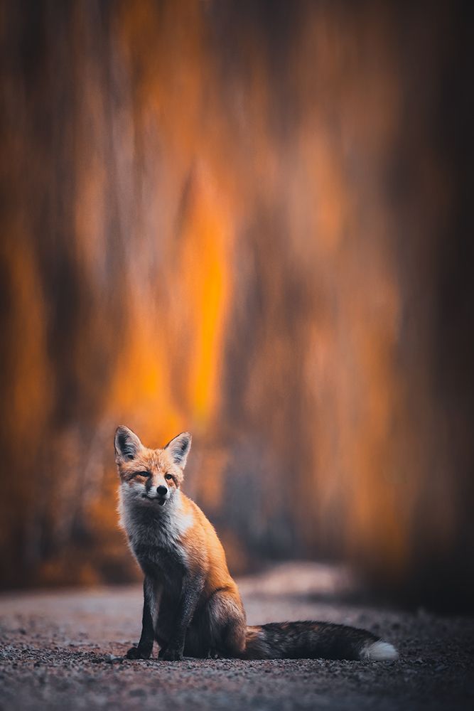 Fox art print by Tianqi for $57.95 CAD