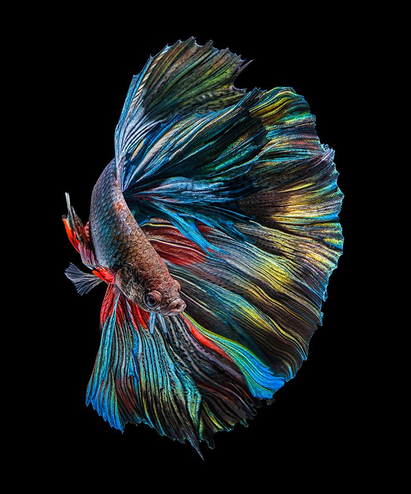 The  Betta Fish art print by Andi Halil for $57.95 CAD